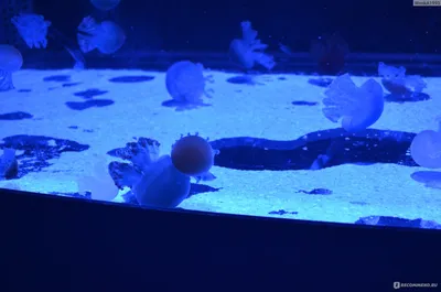 Отзывы: Музей медуз для двоих в Киеве — bodo
