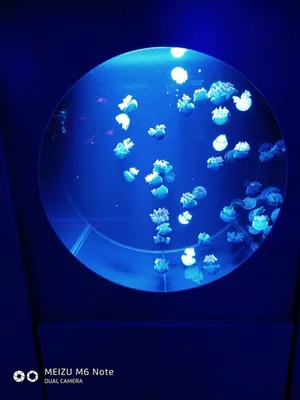 Музей медуз в Киеве на Крещатике — DRIVE2
