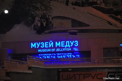 Музей медуз, Киев, Украина - «Цена не соответствует качеству» | отзывы