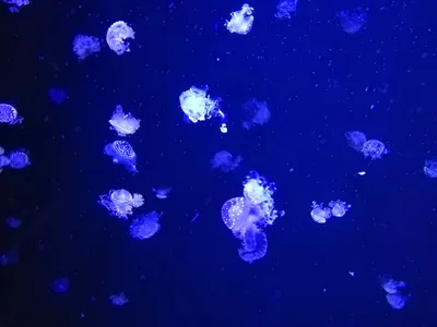 На Крещатике открылся музей медуз - Новини Києва | Big Kyiv
