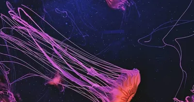 Музей медуз ⁘ Проверенный партнер — bodo