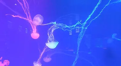 Музей Медуз Jellyfish Museum