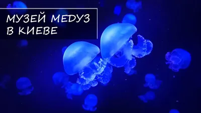 Отзыв о Музей медуз (Украина, Киев) | Новый музей, который стоит посетить и  помедитировать на медуз