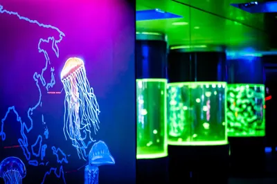 Kyivmaps в Музее медуз