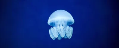 Сотрудник Музея медуз: Из-за отключений света наша экспозиция вымирала  трижды - Новости на KP.UA