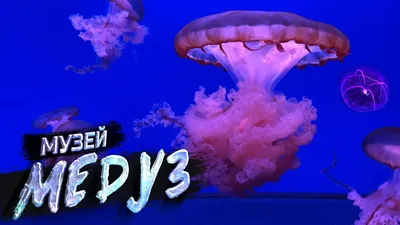 Музей Медуз в Киеве / Jellyfish Museum in Kiev - YouTube