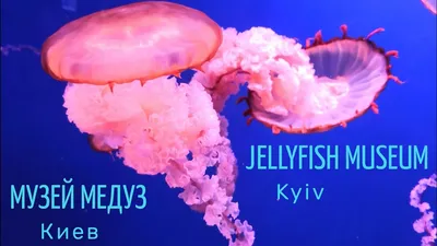 Музей медуз киев фотографии