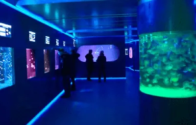 Музей медуз Киев, Крещатик - цена, отзывы