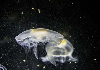 Музей Медуз Jellyfish Museum | Kyiv