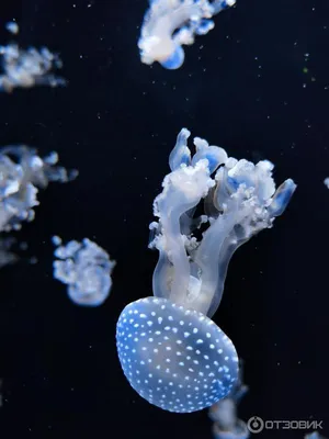 Музей медуз в Киеве | Пикабу