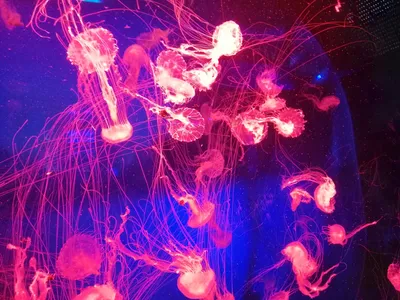 Музей медуз в Киеве | Пикабу