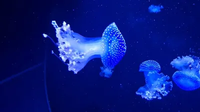 Музей медуз в Киеве: фото, описание, отзывы, цена