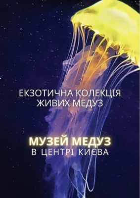 Музей медуз в Киеве | Пикабу