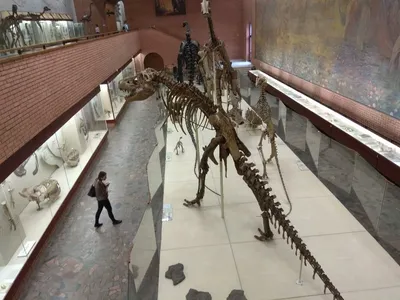 Музей палеонтологии москва фото