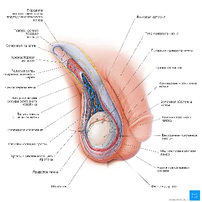Мужские репродуктивные органы - Kenhub