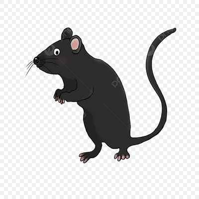 Клипарт Black Mouse Rat PNG , клипарт мышь, черная мышь, мышь PNG картинки  и пнг PSD рисунок для бесплатной загрузки