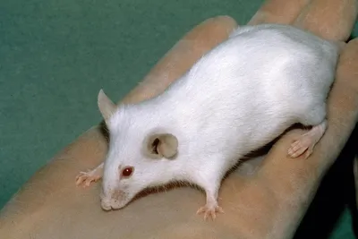 Ученые «омолодили» мышь, перелив ей кровь человека - Индикатор
