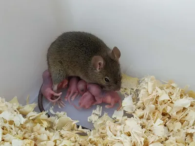 Мышь успешно зачала и родила детей без участия самца — Ferra.ru