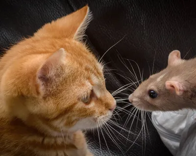 Мышки и кошки картинки - 61 фото