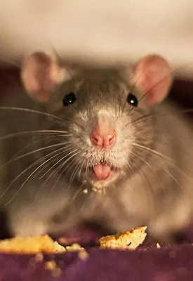Смешные мышки - 63 фото: смотреть онлайн