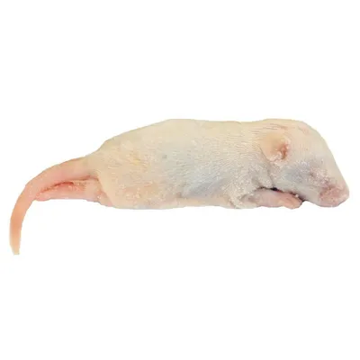 Купить Кормовые мыши различного размера, цена 30 грн — Prom.ua  (ID#1082367834)