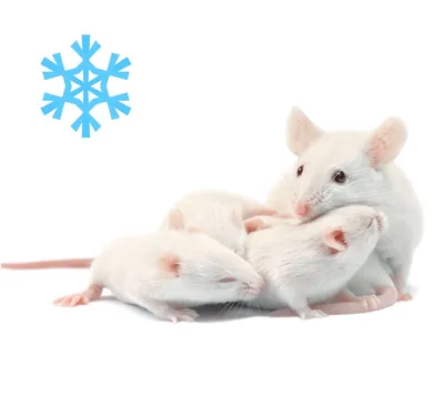 Мыши замороженные опушенные 4-8г, 4-5см купить в Планете экзотики