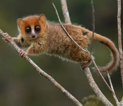 Гравюра мышиный лемур Морт Мадагаскар…» — создано в Шедевруме