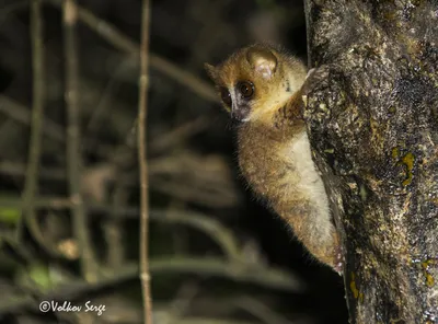 На Мадагаскаре обнаружены новые виды лемуров • Новости науки на «Элементах»  • Биология