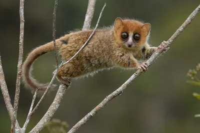 Мышиный лемур - интересный факты про Мадагаскарского зверька | Марина  Калинина | Дзен