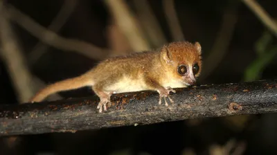 Мышиный лемур: как живёт миниатюрный древесный зверёк | Пикабу