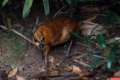 Малый Мышиный Олень — стоковые фотографии и другие картинки Lesser  Mousedeer - Lesser Mousedeer, Азия, Без людей - iStock