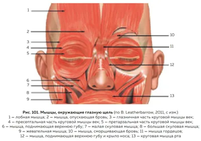 Мышца опускающая бровь фото