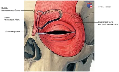 doctor_golikova on Instagram: \"Мышца, опускающая бровь есть не у всех. И не  повезло тому, кто её имеет. Подбровные и межбровные мышцы не постоянны. Эта  группа мышц генетически разнородна. Чем больше мышц в