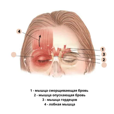 МОРЩИНЫ И СКЛАДКИ ГЛАБЕЛЛЯРНОЙ ОБЛАСТИ . Уберите мне морщины в районе  межбровья, переносицы - это одно из самых частых обращений, с которым  приходят к специалисту. Для кого-то решение этого вопроса только с