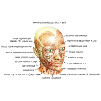 Анатомия мышц лица и шеи: фото с описанием и схемами | BBTAPE.RU | Дзен