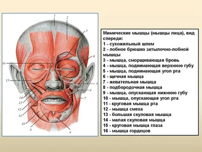 Плакат Квинг Мышцы лица: профиль ламинированный 457×610 мм ≈ (А2) — купить  в интернет-магазине по низкой цене на Яндекс Маркете