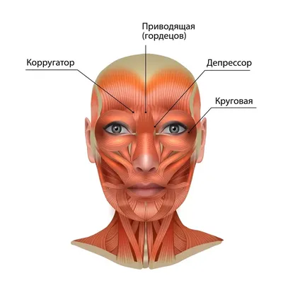 Диаграмма: Мимические мышцы | Quizlet