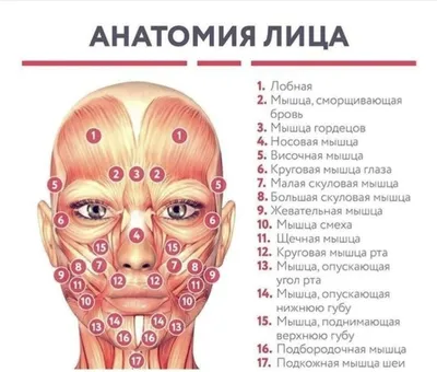 ПИР для мышц лица | ВКонтакте