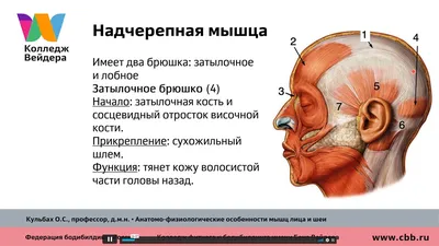 Обучающий медицинский плакат \"Лицевые мышцы человека\" / А-1 (60x84 см.) -  купить с доставкой по выгодным ценам в интернет-магазине OZON (904247837)