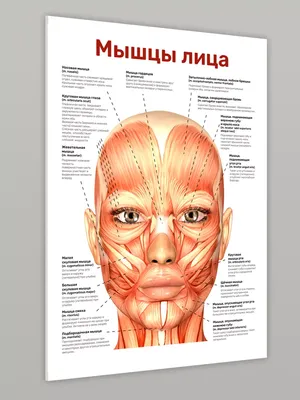 FaceForm - Зона вокруг глаз! ⠀ Благодарю за ваши сердечки... | Facebook