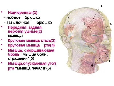 Фейсфитнес: как делать гимнастику лица, чтобы выглядеть моложе