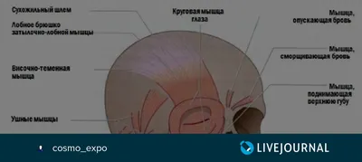 Какая связь между мышцами лица и старением, и что такое «мимический  портрет» человека - KP.RU