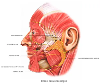 Мышцы и фасции челюстно-лицевой области и шеи | Стоматология Запорожье
