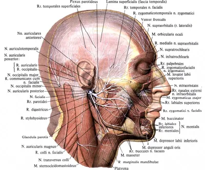 Naturalbiolifting - Анатомия мышц головы. Часть 2 ⠀ Мимические мышцы  находятся непосредственно под кожей лица. Неподвижный конец данных мышц  закреплён к костям, другой подвижный к коже. ⠀ От тонуса мышц зависит многое