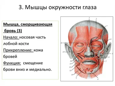 Плакат Лицевые мышцы человека в формате А1 в кабинет косметолога (84 х 60  см) - купить с доставкой по выгодным ценам в интернет-магазине OZON  (297498136)