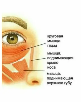 Анатомия : Мимические мышцы или мышцы лица. Мышцы окружности глаз. Мышцы  окружности рта. Мышцы окружности носа.