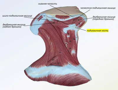 Мышцы шеи. Подподъязычная группа: анатомия, функция, иннервация | Анатомия  на отлично. Андрей Стрелков | Дзен