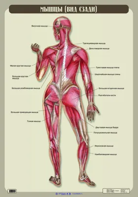Мышцы — Википедия