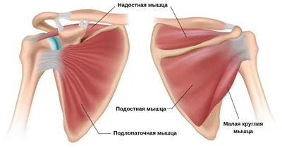 Синдром подостной мышцы - лечение, симптомы, причины, диагностика | Центр  Дикуля