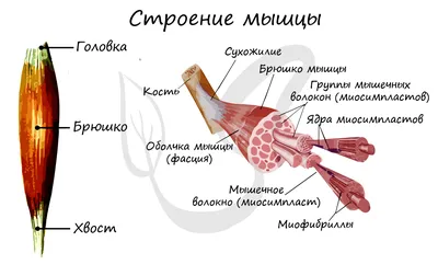 Анатомия: мышцы лица